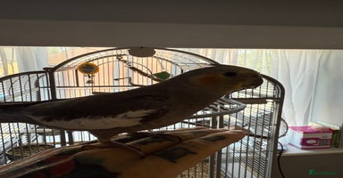 Cockatiels birds - Advert 5