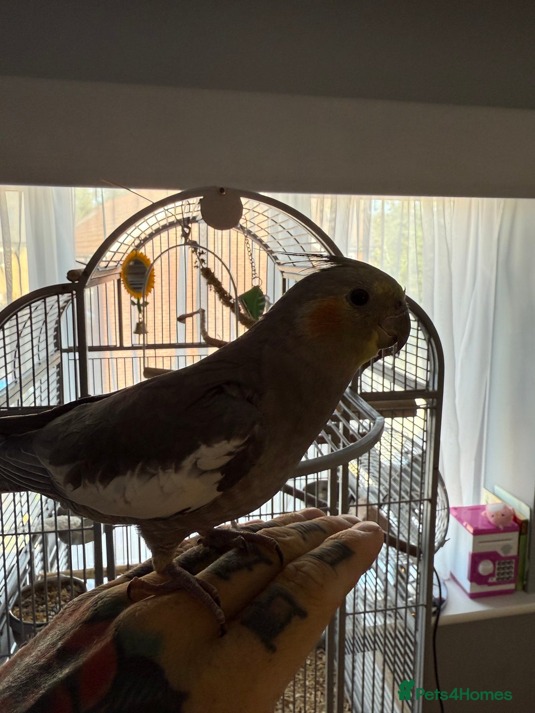 Cockatiels birds for sale: Buddy the cockatiel And cage!  - Image 2