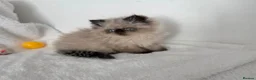 Persian cats for sale: Persian Himalayan Kittens - Advert 24