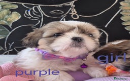 Shih Tzu dogs for sale: Cute Shih-Tzu puppies😍😍😍 - Image 12