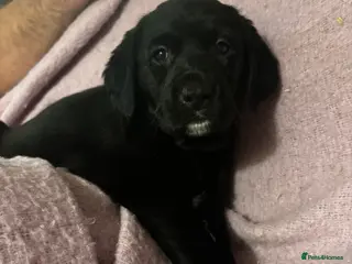 Goldador dogs Goldador puppies with a dash of dalmation 1 left - Advert 5