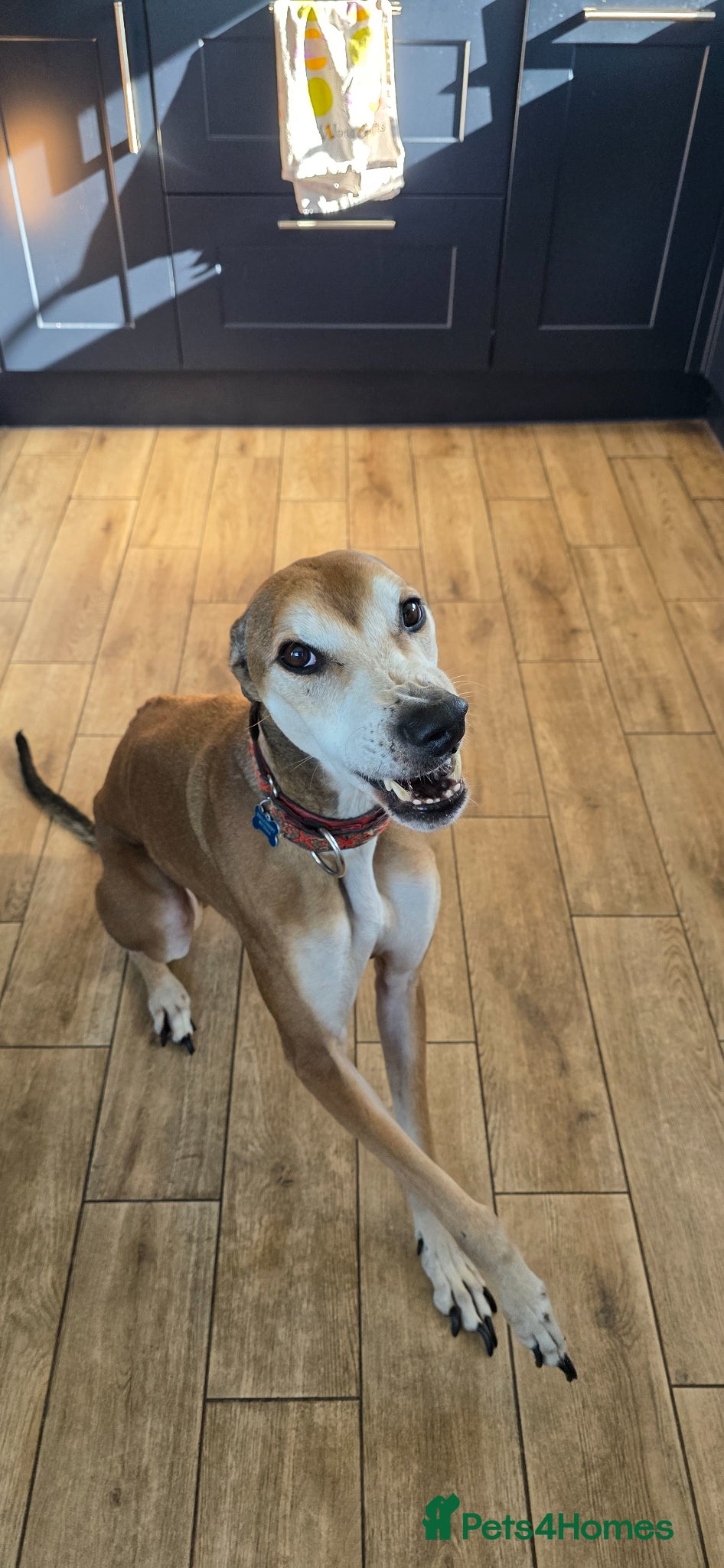 Lurcher dogs Lurcher for sale - Advert 2