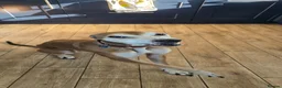 Lurcher dogs for sale: Lurcher for sale - Advert 1
