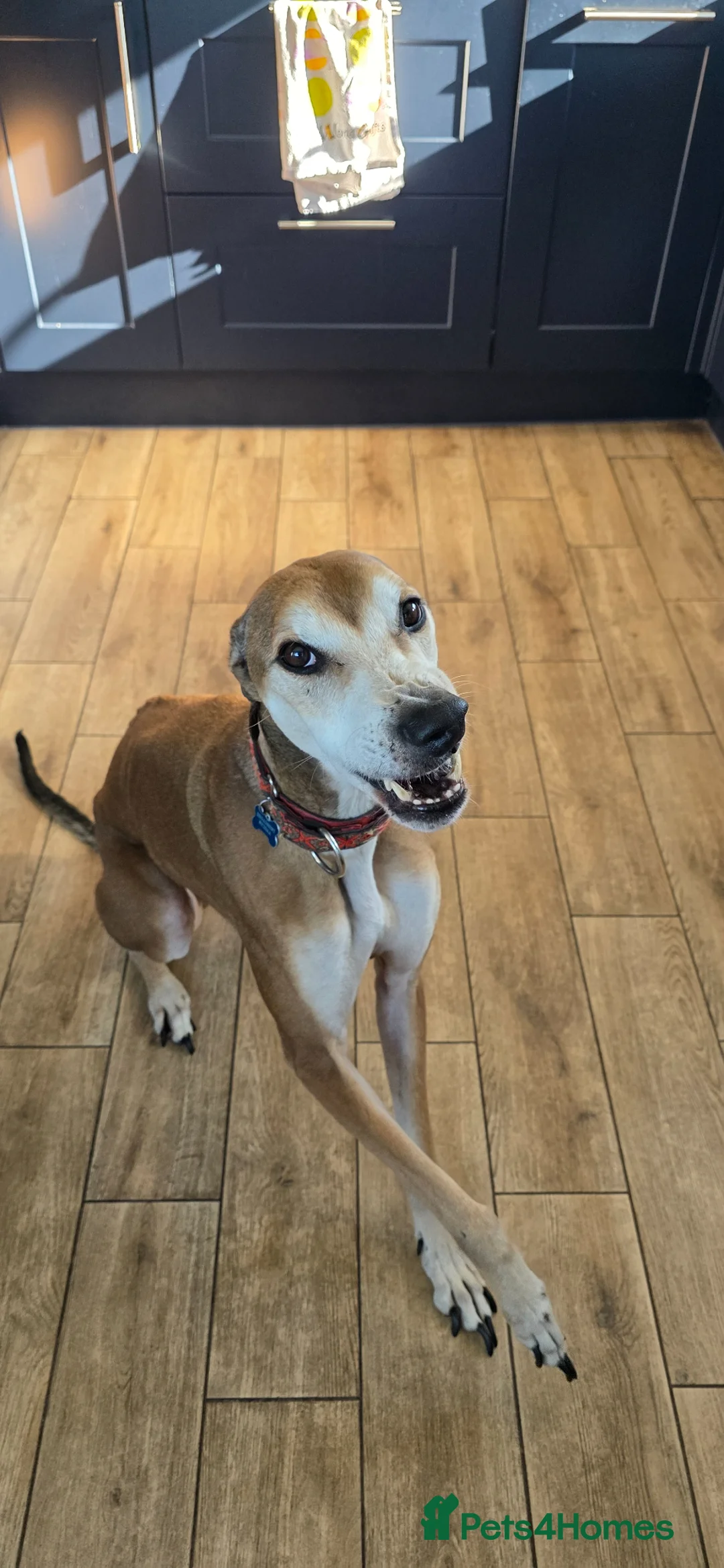Lurcher dogs for sale: Lurcher for sale - Advert 1