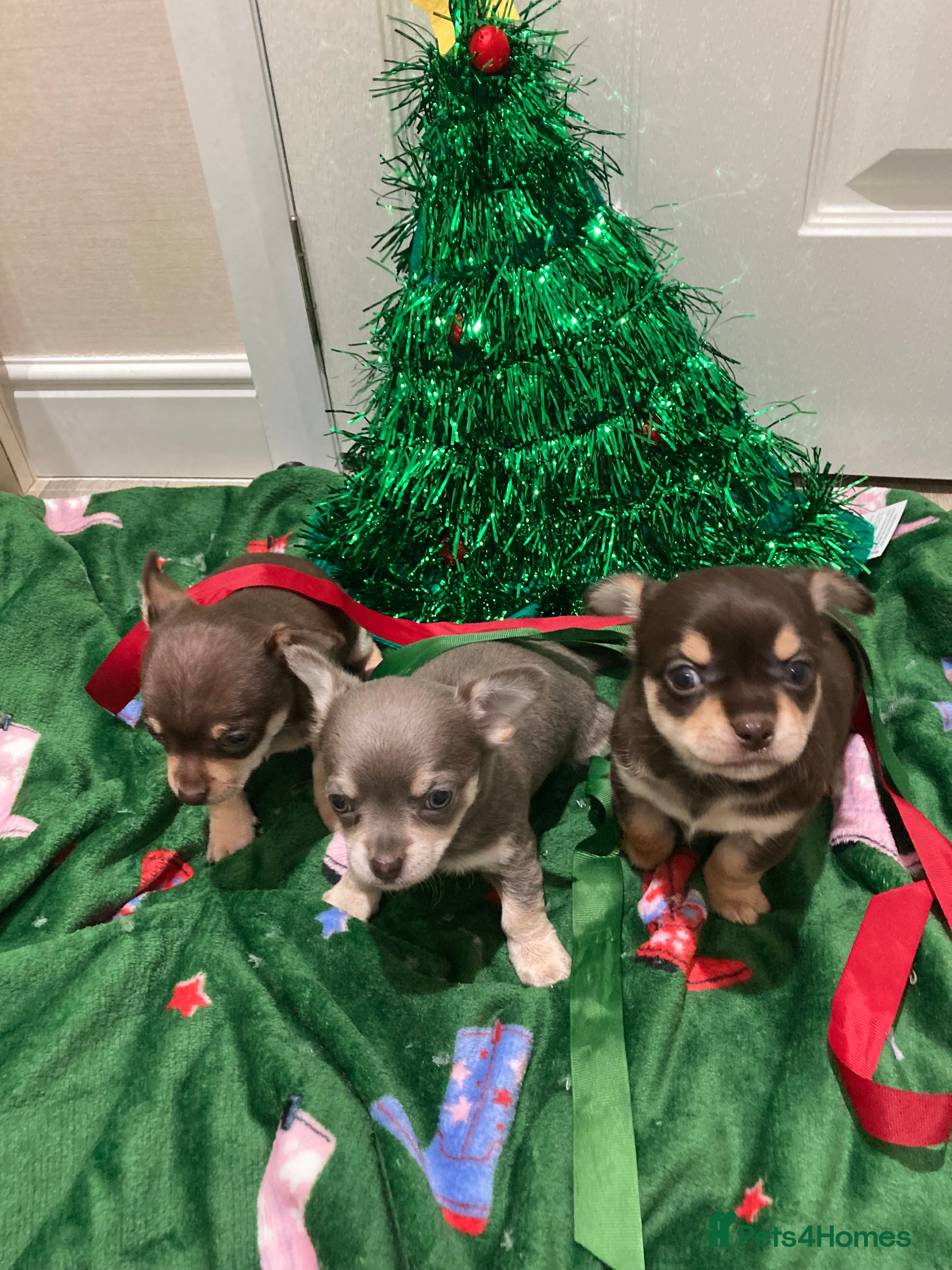 Chihuahua dogs  ** Chihuahua pups ready to leave 27th of Dec🎅🏼 - Advert 8