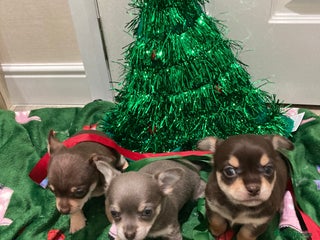 Chihuahua dogs ** Chihuahua pups ready to leave 27th of Dec🎅🏼 - Advert 1