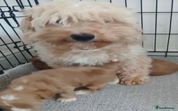 Cavapoo dogs for sale: 🐶 Beautiful F1B Cavapoo Puppies for Sale 🐶 - Image 28