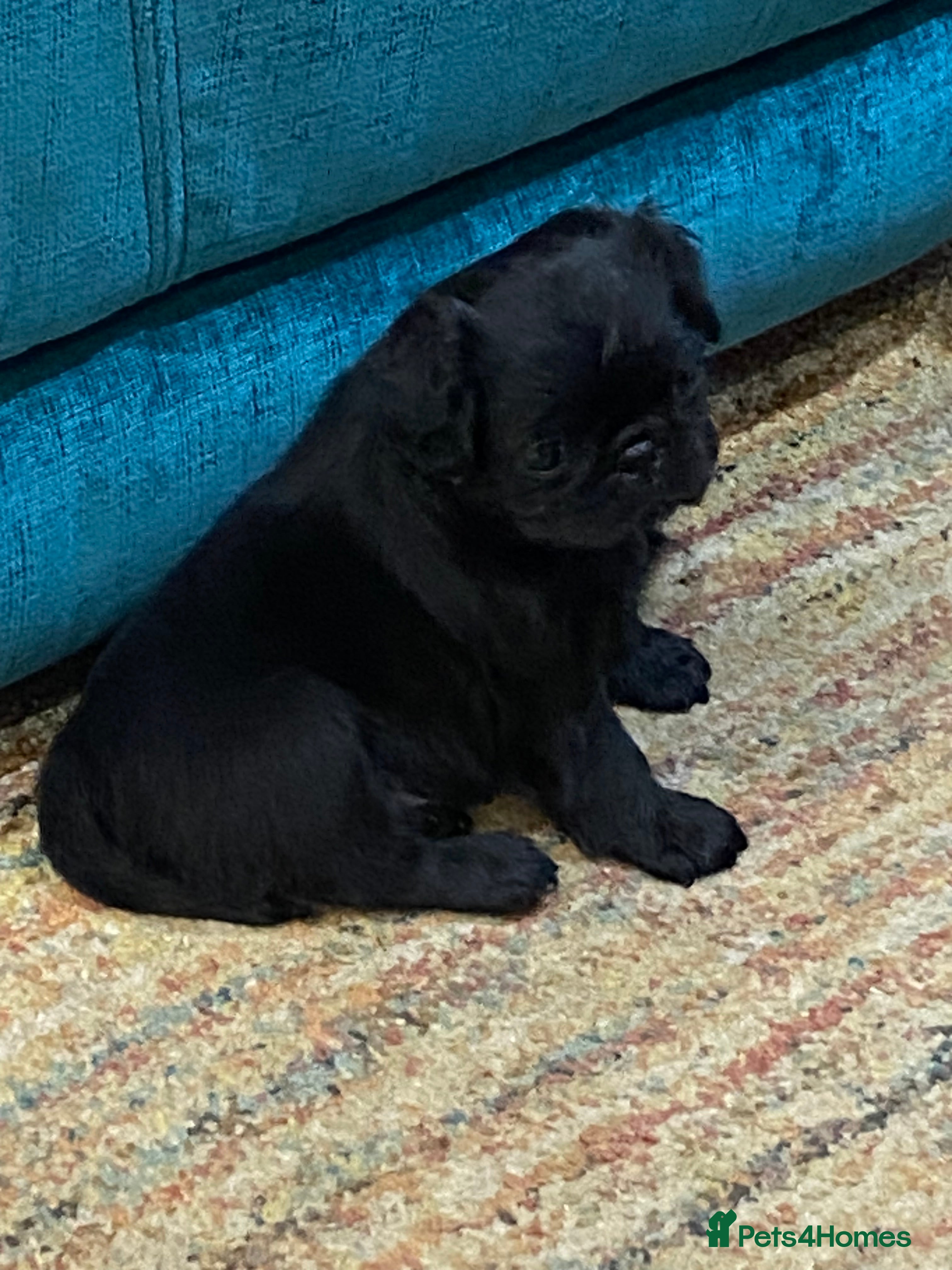 Pug dogs Beautiful little girl - Advert 1