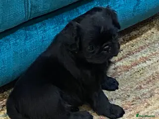 Pug dogs Beautiful little girl - Advert 2