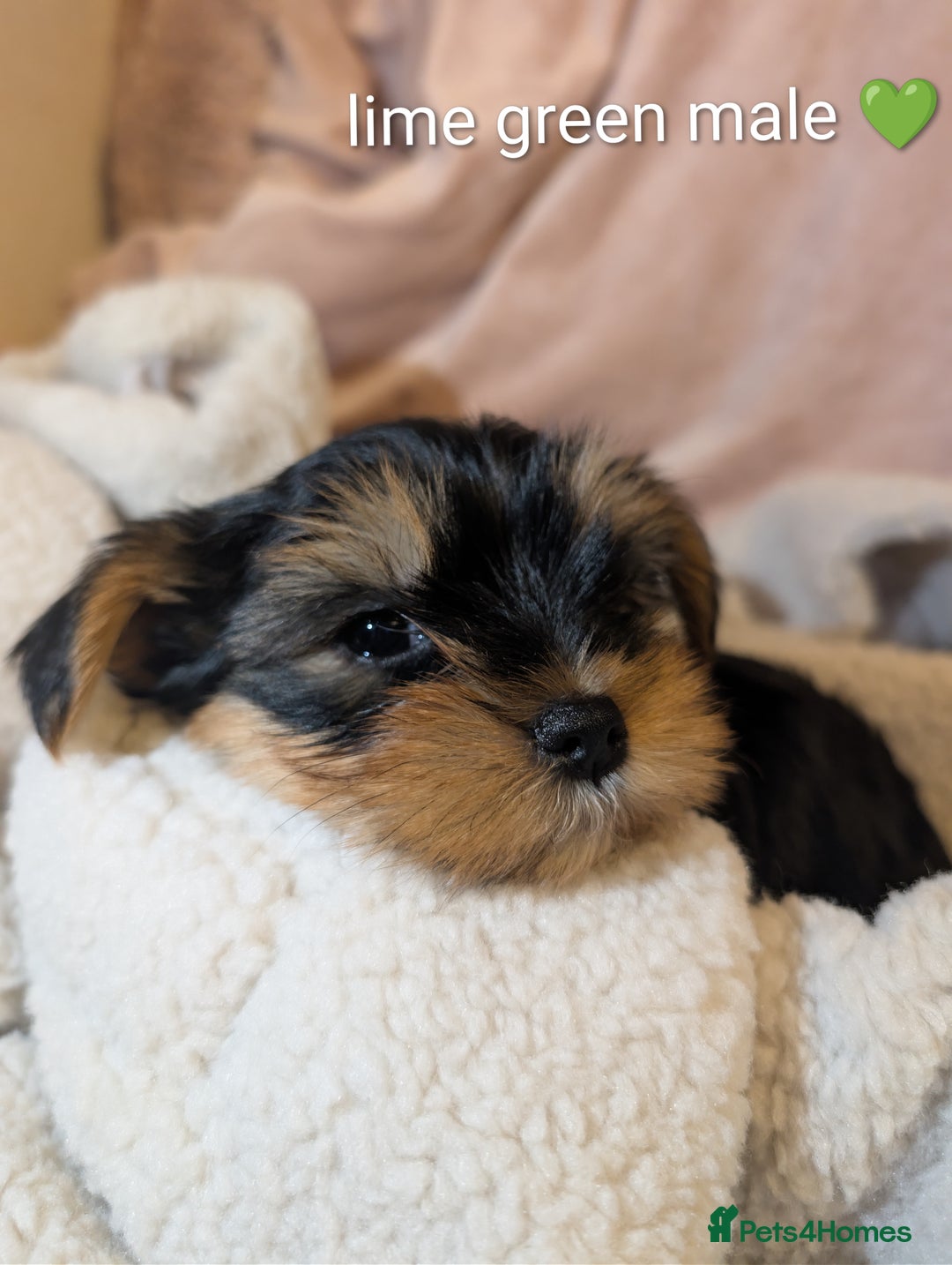 Yorkshire Terrier dogs for sale: Yorkshire Terriers ready for new home  - Advert 2