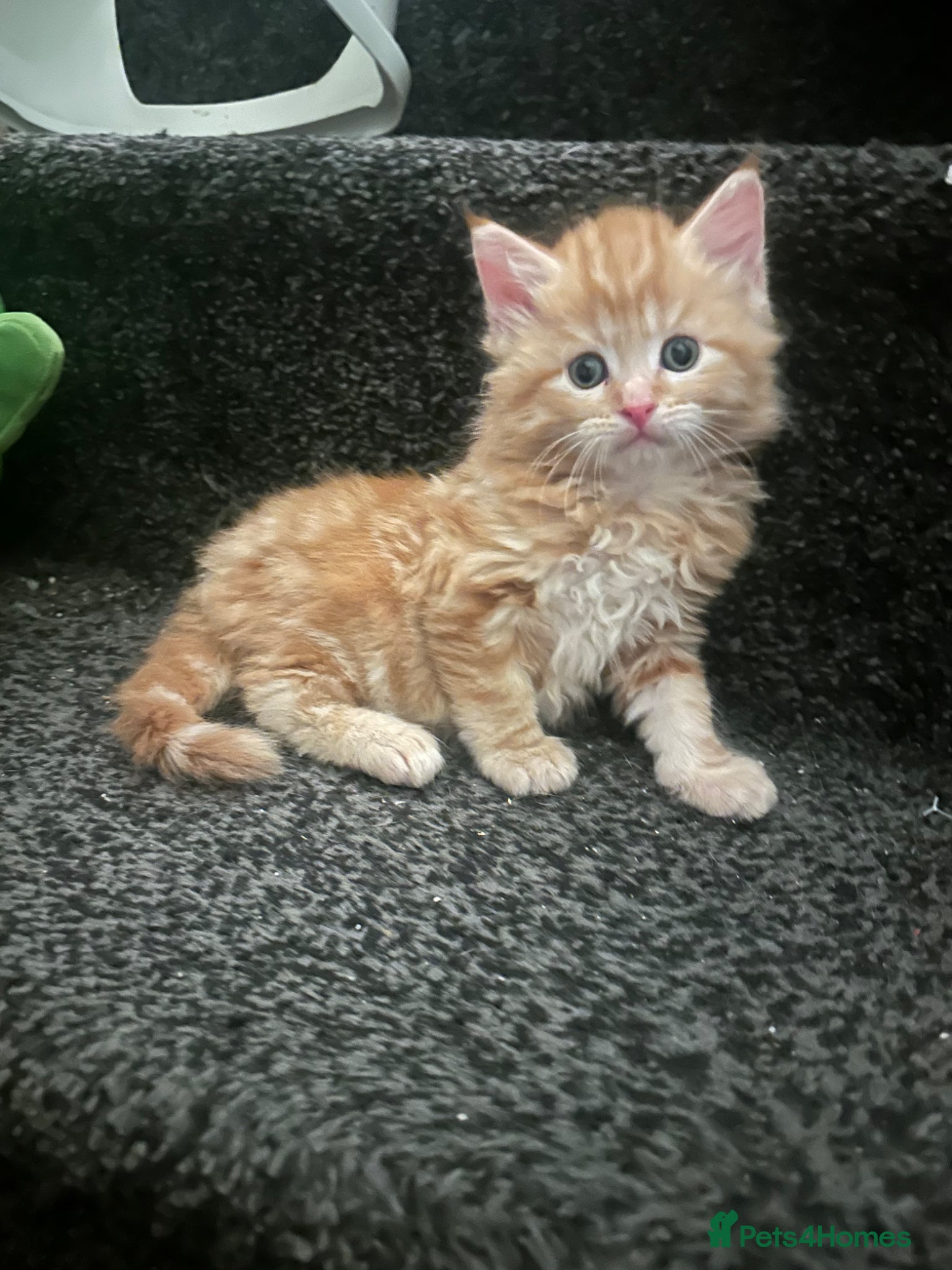 Mixed Breed cats Gorgeous boy ready to go now!! - Advert 1