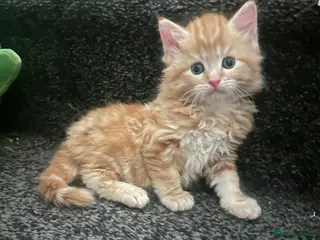 Mixed Breed cats Gorgeous boy ready to go now!! - Advert 1