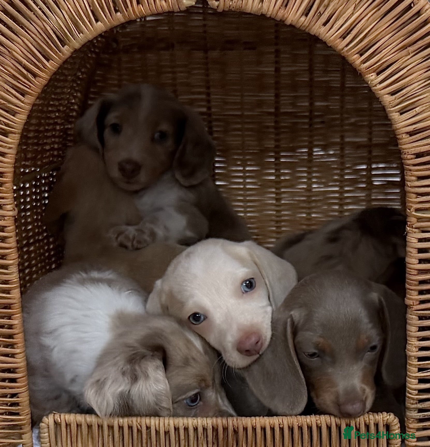Miniature Dachshund dogs KC STUNNING COLOURED BLUE EYED SMOOTH & LONG COATS - Advert 2