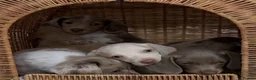 Miniature Dachshund dogs for sale: KC STUNNING COLOURED BLUE EYED SMOOTH & LONG COATS - Advert 2