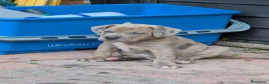 Mixed Breed 8