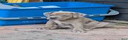 Mixed Breed dogs for sale: Alapaha blue blood bulldog cross staffy puppies  - Advert 7