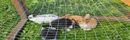 Mixed Breed rabbits for sale: Mini lop x Netherlands dwarf - Advert 10