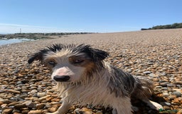 Australian Shepherd dogs for sale: Beautiful Australian Shepherd looking for new home - Image 11