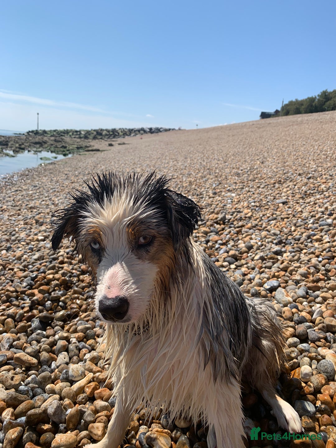 Australian Shepherd dogs for sale: Beautiful Australian Shepherd looking for new home - Image 11
