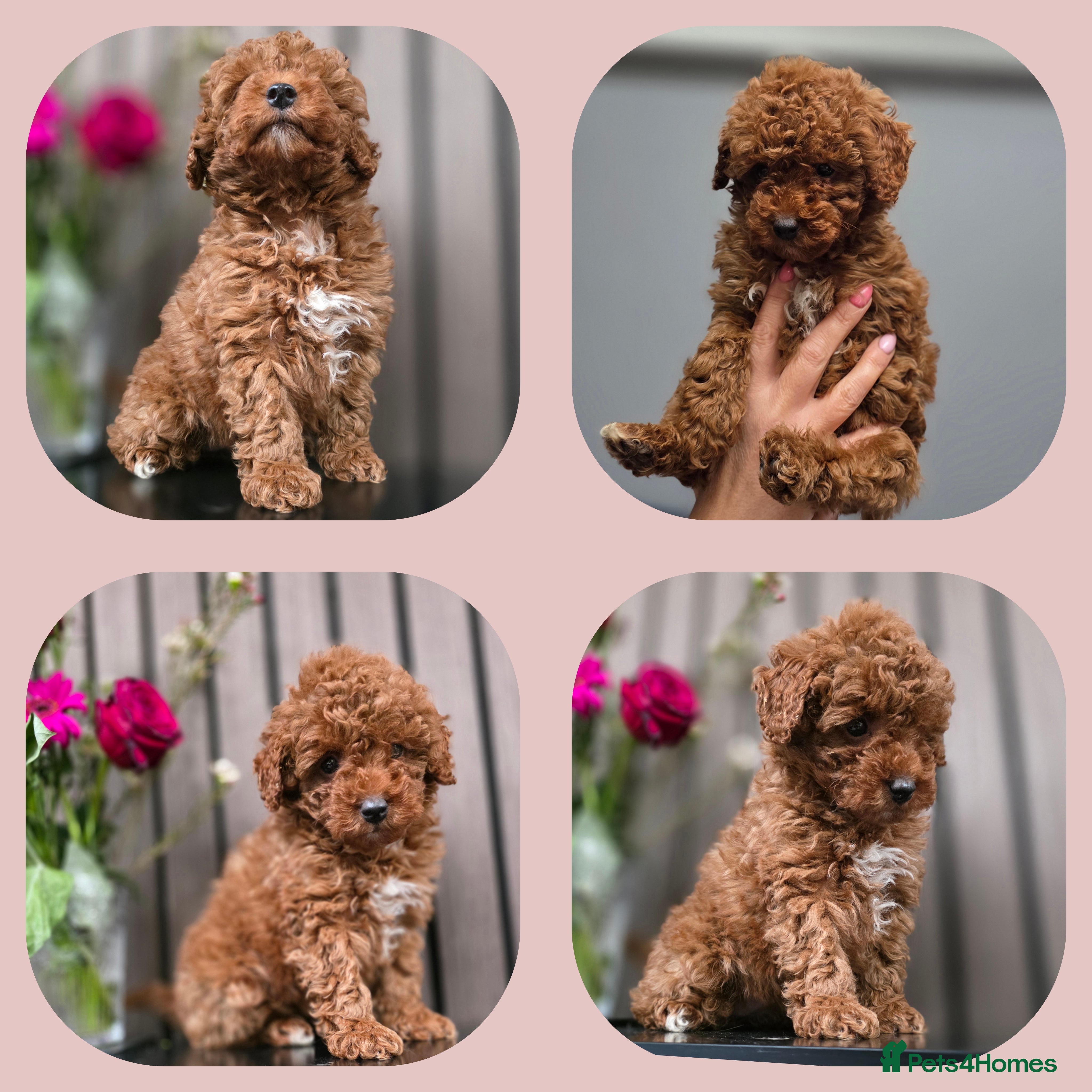 Cavapoo dogs Little princess deep red cavapoo  - Advert 2