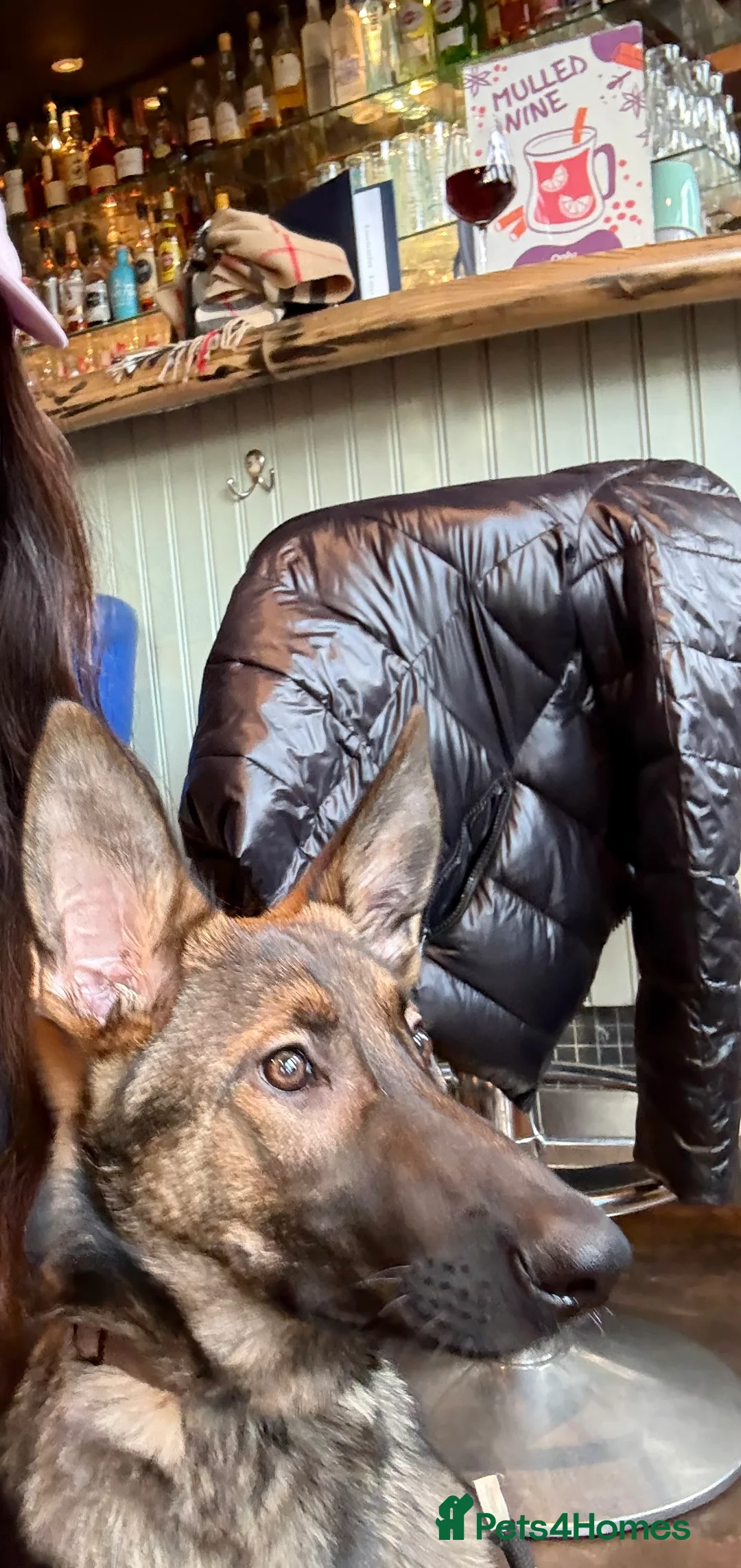 Belgian Shepherd Dog dogs for sale: Belgian Malinois puppy - London - Advert 5