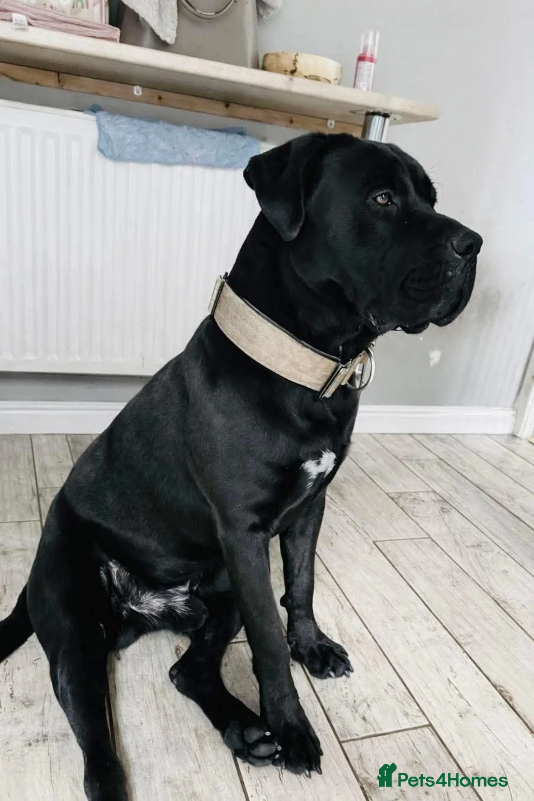 Mixed Breed dogs for sale: Staffy x cane corso in Blyth - Advert 12
