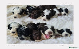 Cockapoo dogs for sale: F1b Toy Cockapoos.Roan & Chocolate.Health Tested. - Image 7