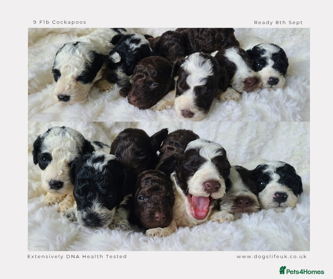 Cockapoo dogs for sale: F1b Toy Cockapoos.Roan & Chocolate.Health Tested. - Image 7