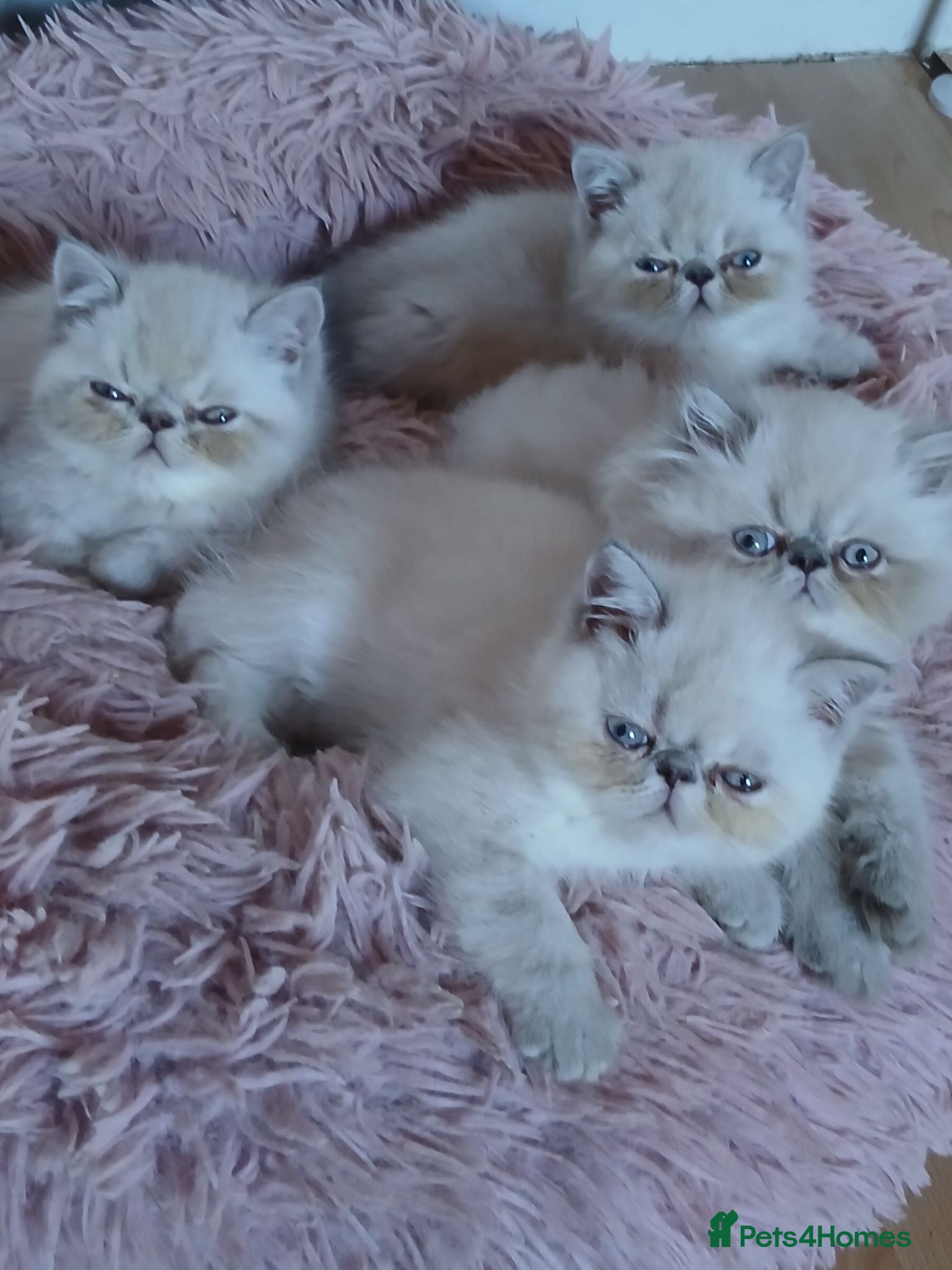 Persian cats Stunning Persian Exotics long haired and short - Advert 16