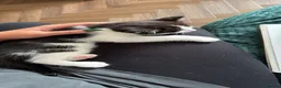 Mixed Breed cats for sale: Beautiful tuxedo kittens one boy and one girl  - Advert 7