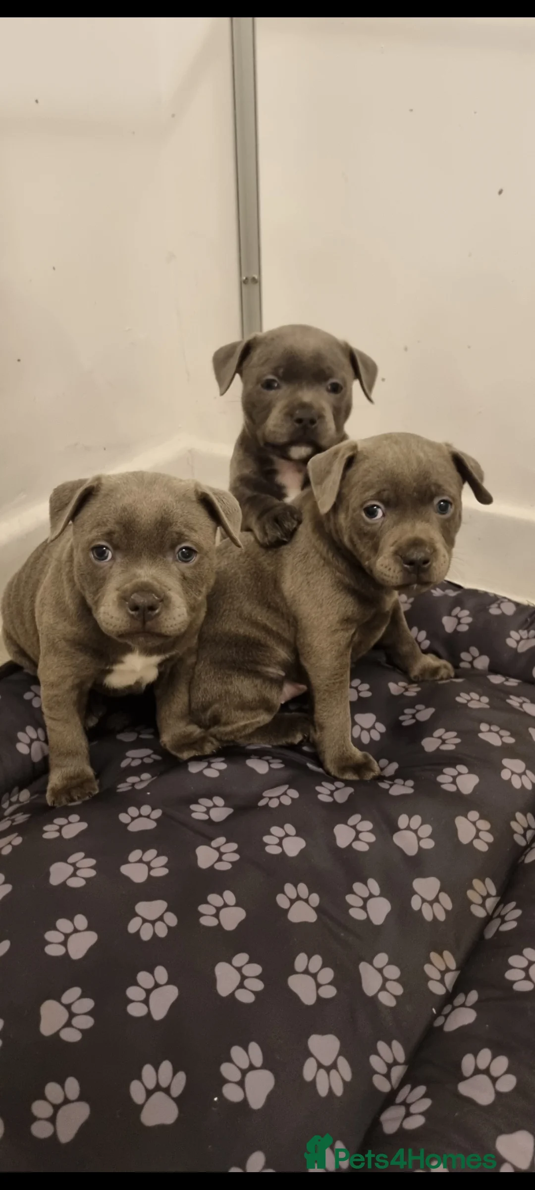 Staffordshire Bull Terrier dogs for sale: Bluebullz☆bullscaff☆5☆☆ready to go 18th 2 left  - Advert 2