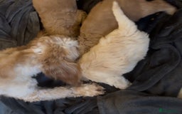 Cockapoo dogs for sale: Cockapoo Puppies – Well Socialised and beautiful  - Advert 25