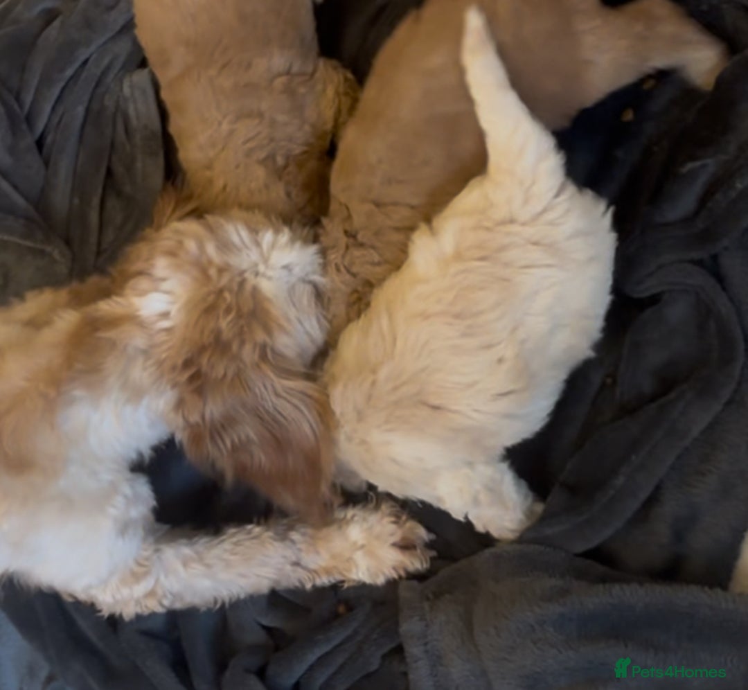 Cockapoo dogs for sale: Cockapoo Puppies – Well Socialised and beautiful  - Advert 25