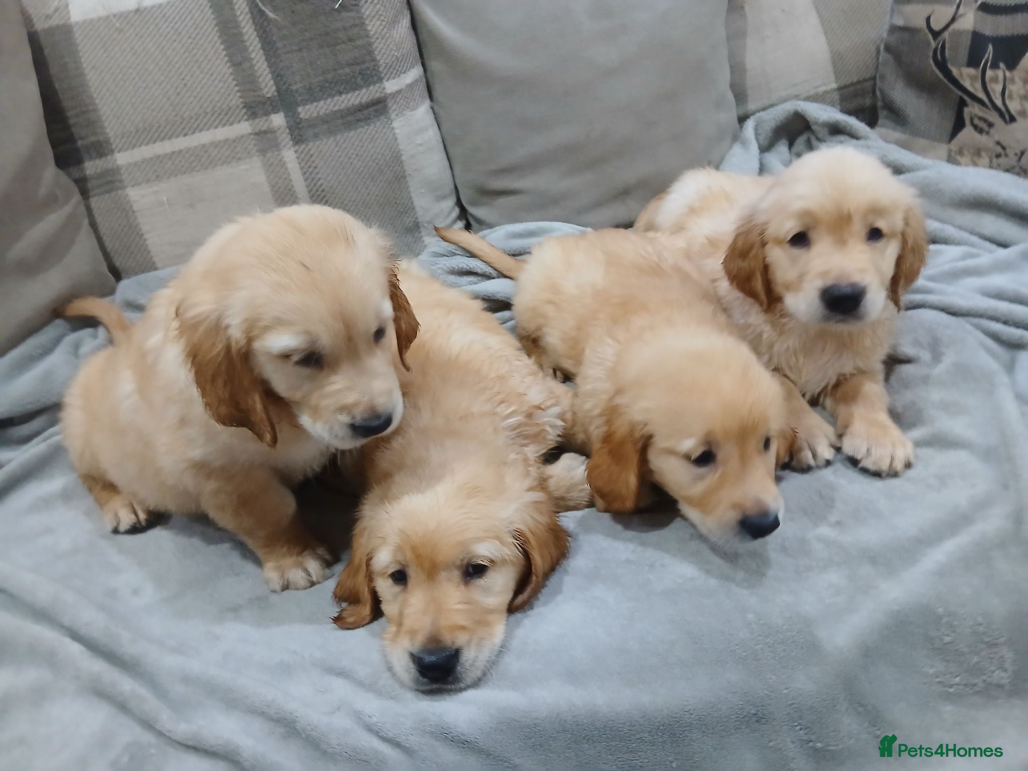 Golden Retriever dogs Beautiful true gold golden retrievers  - Advert 2