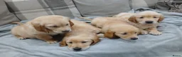 Golden Retriever dogs for sale: Beautiful true gold golden retrievers  - Advert 12