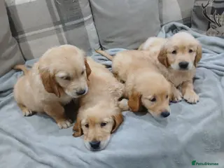 Golden Retriever dogs Beautiful true gold golden retrievers - Advert 2
