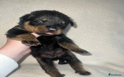Rottweiler dogs for sale: Stunning Rottweiler puppies  - Image 6