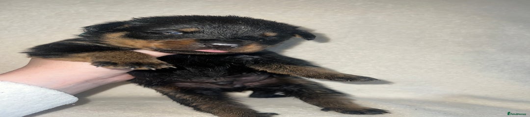Rottweiler Puppy 7