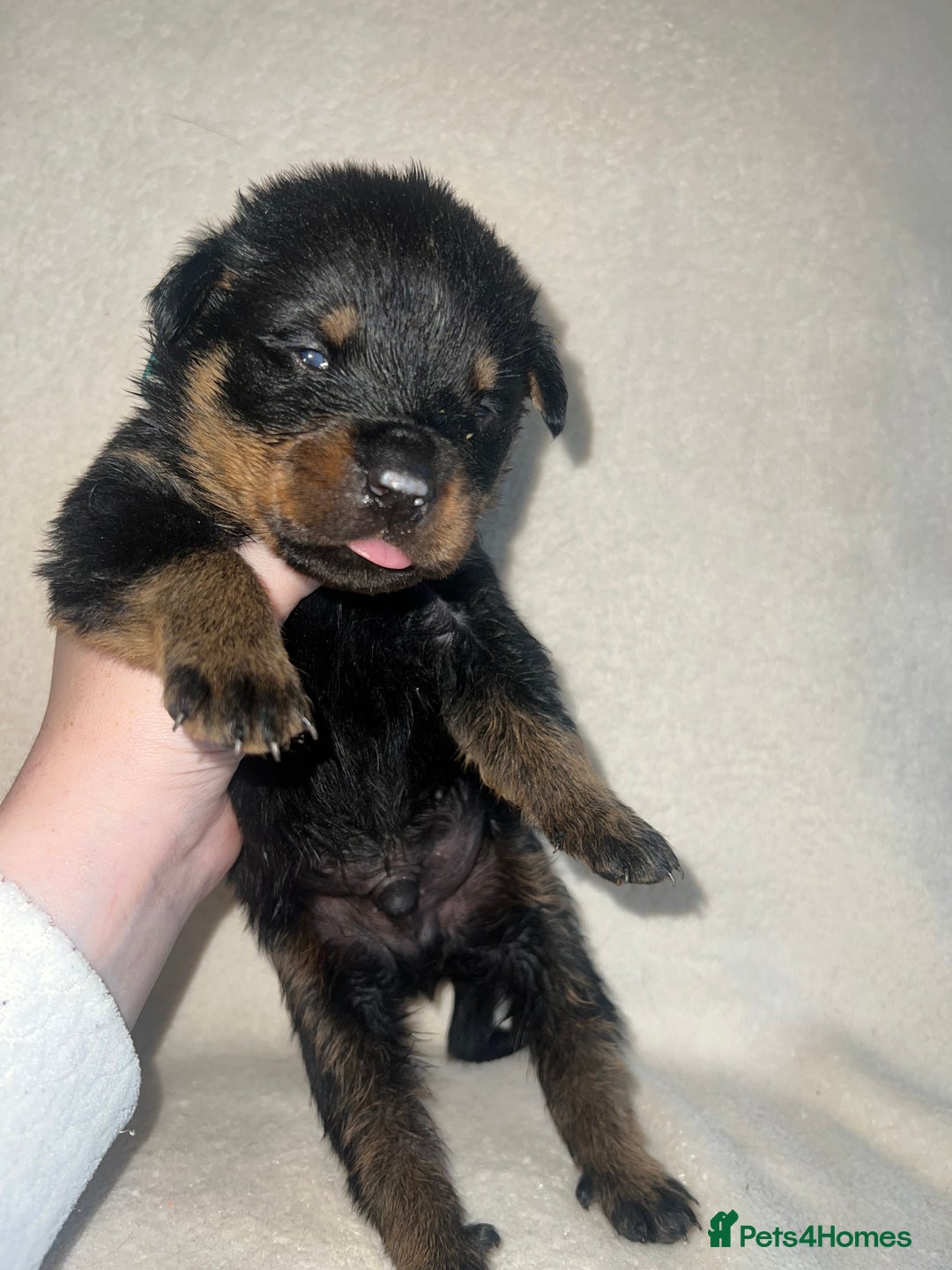 Rottweiler dogs for sale: Stunning Rottweiler puppies  - Image 6