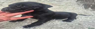 Presa Canario 7