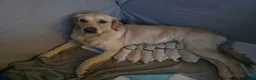 Golden Retriever dogs for sale: 6 gorgeous puppy Golden Retrievers for sale. - Advert 11