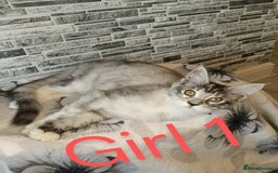 Maine Coon cats for sale: 'PuuureLove' Maine Coon kittens  - Image 4