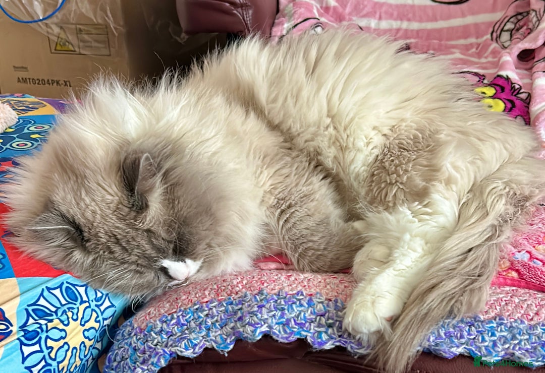 Ragdoll cats for stud: Paddington  - Advert 8