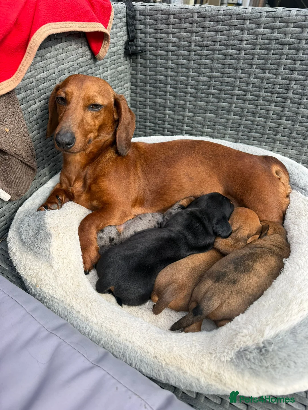 Miniature Dachshund dogs for sale: Minature Dachshund puppies for sale - Advert 2