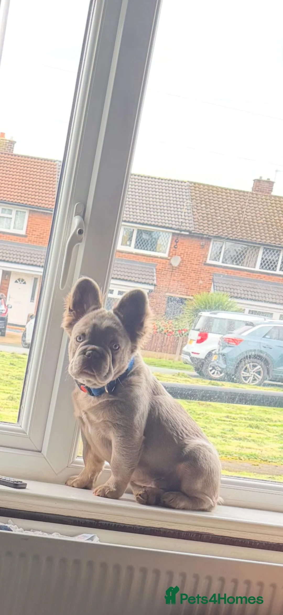 French Bulldog dogs for sale: Fluffy french bulldog in Manchester - Advert 2
