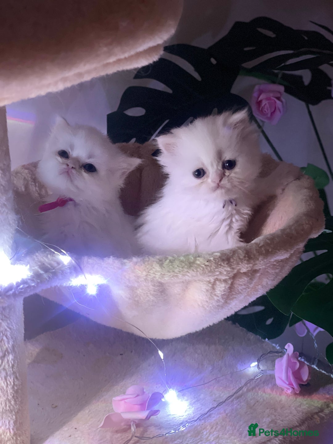 Persian cats for sale: ♥️🍃 ꨁ EXOTIC PERSIAN DOLL FACE KITTENS FOR SALE - Advert 30