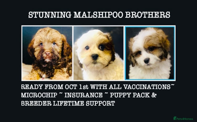 Mixed Breed dogs - Advert 1