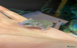Mouse rodents for sale: 10 weeks old baby squirrels - Image 7