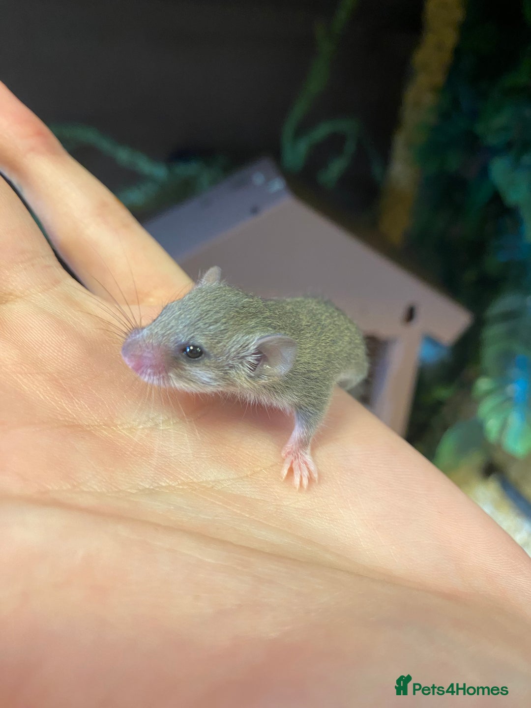 Mouse rodents for sale: 10 weeks old baby squirrels - Image 7