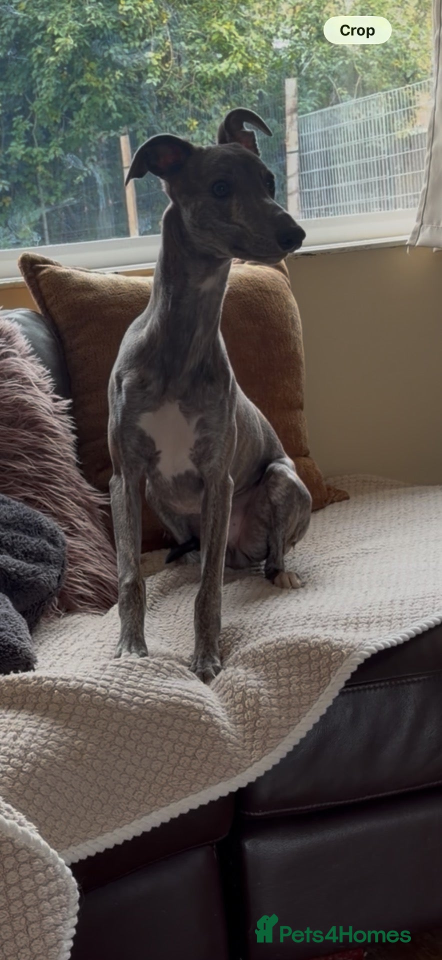 Whippet dogs CRACKING BOY  - Advert 3
